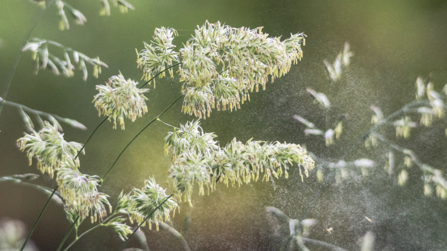 Att leva med allergi – möt Calle